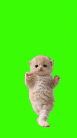 Cat/Gato