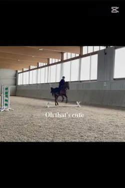 I control an 800 kg🐎