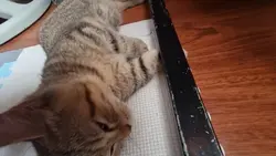 Cats Sleep Therapy