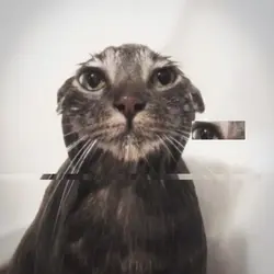 CAT HEADBOP TREND