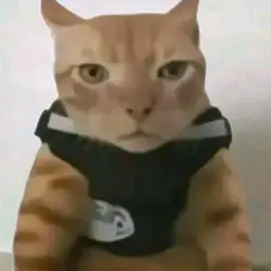  cat edit