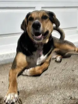DOGE
