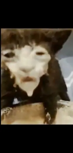 Skibibi