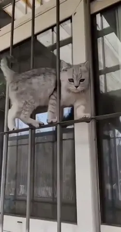 mentahan kucing