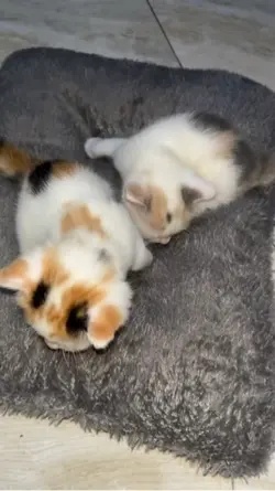 Anak Kucing Lucu