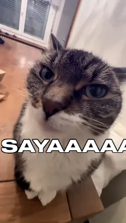TREND KUCING SYNG