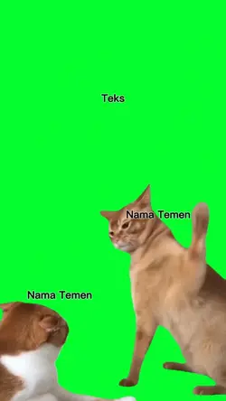 green screen cat