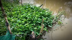 Cảnh quê sông nước