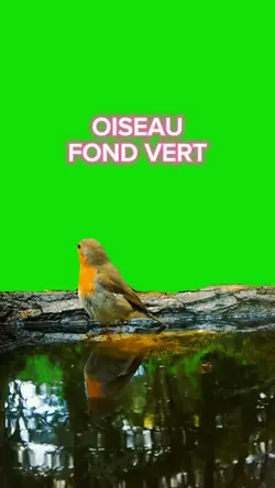 Oiseau fond vert