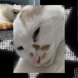 Simeon edit (my cat)