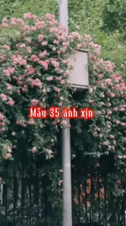 Mẫu 35 ảnh xịn