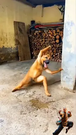 Dog lutador