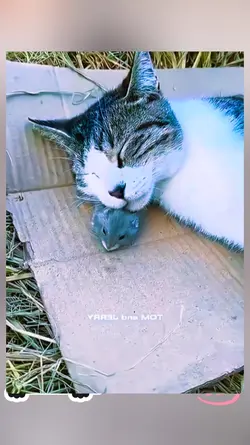 TOM & JERRY