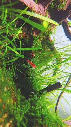 a shrimp