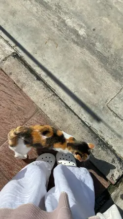 cat cute 