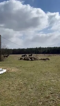 ostatni dzień pro

