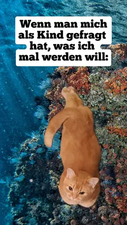 Mermaid Cat 