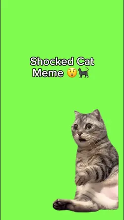 Shocked Cat Meme 😲🐈‍⬛