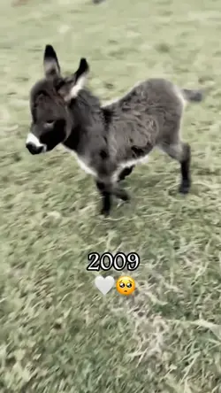 yeni akım