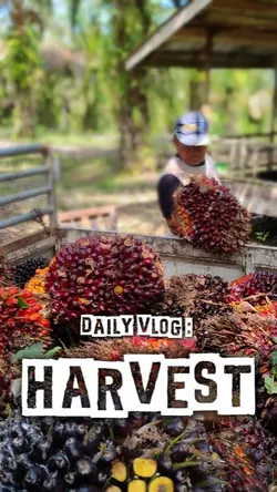 Daily vlog : Harvest