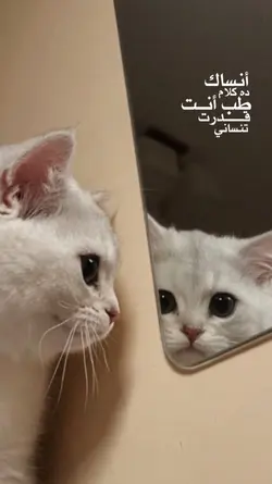 Arabic song