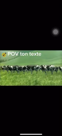 Vache qui danse