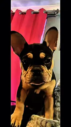 Paw patrol