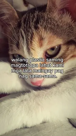 no plastic 