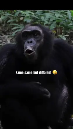 Chimp 