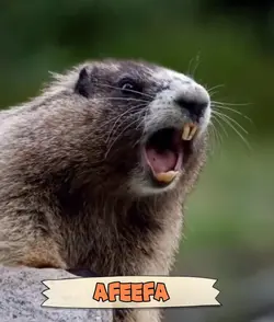 AFEEFA