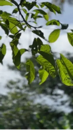 CINEMATIC SIMPLE 
