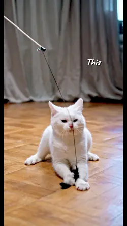 cat lovers mood
