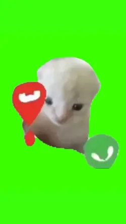 Call cat