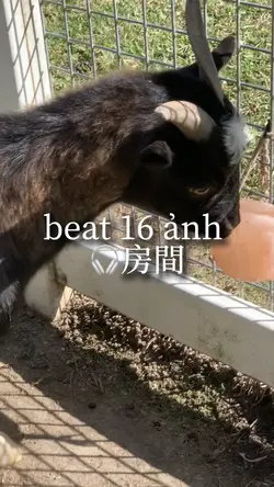 beat 16 ảnh 