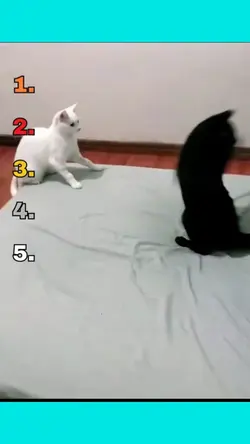 funny moments 