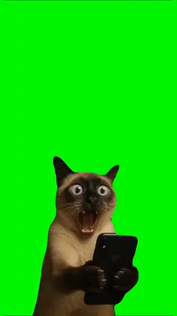 CAT MEME