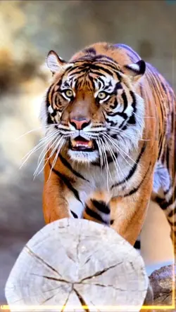 Tigre magnifique 