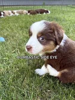BOMBASTIC SIDE EYE👀