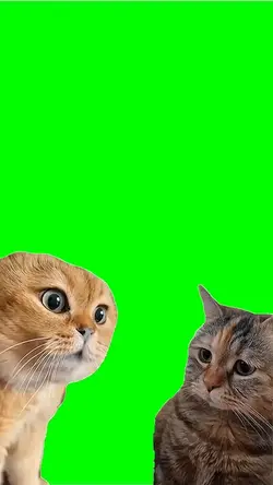 Cat conversation 