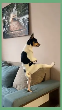 funny dog bilie jean