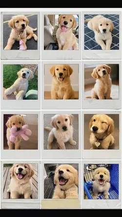 Cute dog