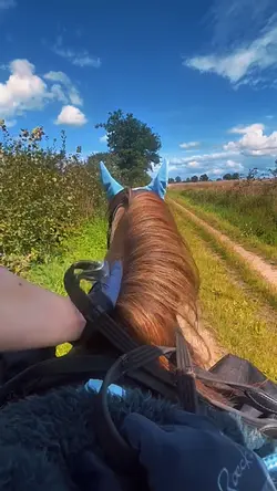 be your favorite?