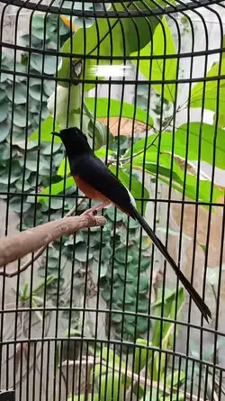 Burung Menari