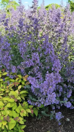 Salvia