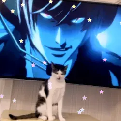 funny cats (usable)