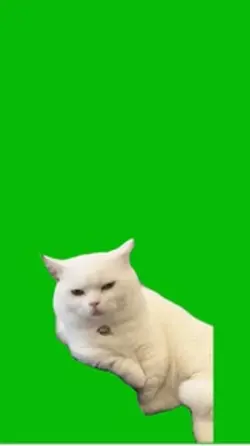 Turbo Cat 