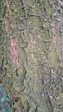 A NatureCanvas
