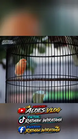 kenari Mix Lovebird