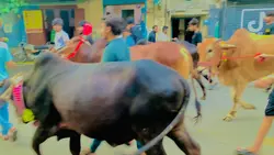 O mahi ❤️🐮