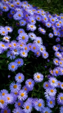 Spring flowers